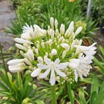 AGAPANTHUS BLANC-min