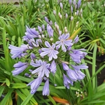 AGAPANTHUS BLEU (2)-min