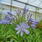 AGAPANTHUS BLEU (3)-min
