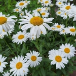 LEUCANTHEMUM BECKY (2)-min