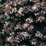 ABELIA SEMPERFLORENS-min