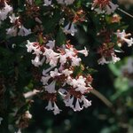 ABELIA SEMPERFLORENS (2)-min