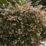 ABELIA SEMPERFLORENS (3)-min