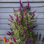 BUDDLEJA BUTTERFLY TOWER W