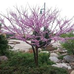 CERCIS SILIQUASTRUM WF(3)-min