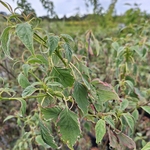 CORNUS PINKY SPOT (2)-min