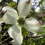 CORNUS FLORIDA WF(2)-min