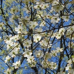 CORNUS FLORIDA WF-min