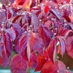 CORNUS FLORIDA WF-min (2)