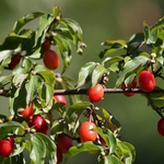 CORNUS FLORIDA WF (2)-min