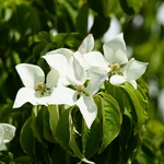 CORNUS KOUSA WF-min