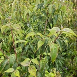 CORNUS KOUSA WF(5)-min