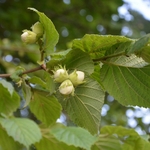 CORYLUS AVELLANA WF-min
