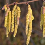 CORYLUS AVELLANA 2 WF-min