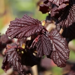 CORYLUS RED MAJESTIC 4 W-min