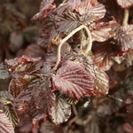 CORYLUS RED MAJESTIC W-min