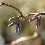 CORYLUS RED MAJESTIC 2 W-min
