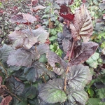 CORYLUS PURPUREA-min
