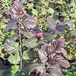 CORYLUS PURPUREA (2)-min