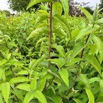 DEUTZIA SCABRA-min