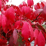 EUONYMUS ALATUS COMPACTUS W 3-min