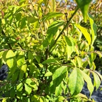 EUONYMUS ALATUS COMPACTUS-min
