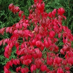 EUONYMUS ALATUS COMPACTUS W-min