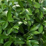 EUONYMUS GREEN MILLENIUM 2 W-min
