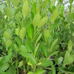 EUONYMUS GREEN MILLENIUM W-min