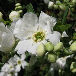 EXOCHORDA RACEMOSA 3 W-min