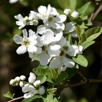 EXOCHORDA RACEMOSA 2 W-min