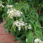 HEPTACODIUM-MICONIOIDES-W_1-min