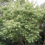 HEPTACODIUM-MICONIOIDES-2-W-min