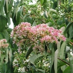 HEPTACODIUM-MICONIOIDES-3-W-min
