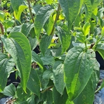 HEPTACODIUM MICONIOIDES (2)-min