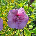 HIBISCUS LAVENDER CHIFFON-min
