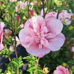 HIBISCUS PINK CHIFFON (2)-min