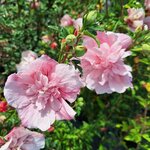 HIBISCUS PINK CHIFFON-min