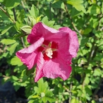 HIBISCUS PINK GIANT (3)-min
