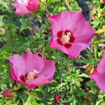 HIBISCUS PINK GIANT-min