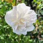 HIBISCUS WHITE CHIFFON (2)-min