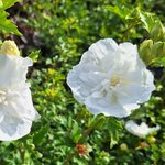 HIBISCUS WHITE CHIFFON-min