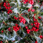ILEX-ALASKA-W-2-min
