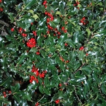 ILEX-ALASKA-W-min