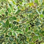 ILEX ARGENTEOMARGINATA-min (2)