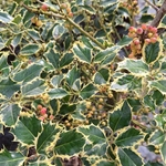 ILEX ARGENTEOMARGINATA-min