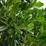 ILEX NELLIE R STEVENS W-min