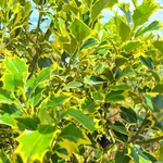 ILEX MME BRIOT (6)-min