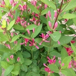 LONICERA HACKS RED 2 W-min