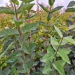 LONICERA HACKS RED (3)-min